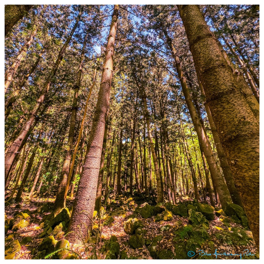 Bras D'Eau National Park 1